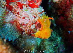 Scorpionfish! by Elia Correia 